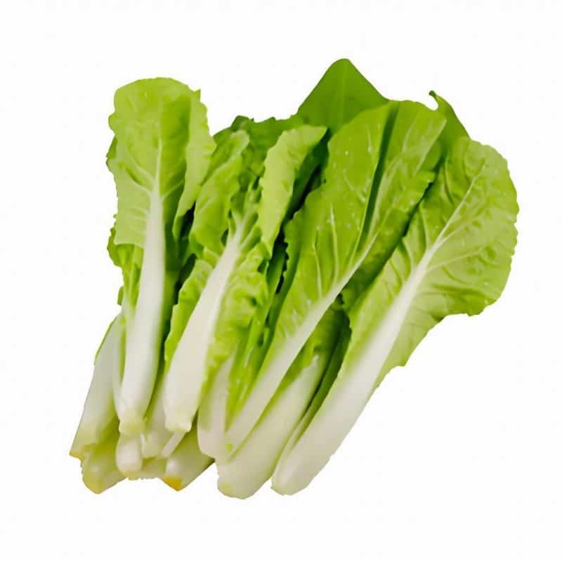 蔬菜食品配送公司的名字